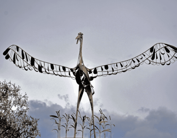 DSC_8752 Brolga scaled
