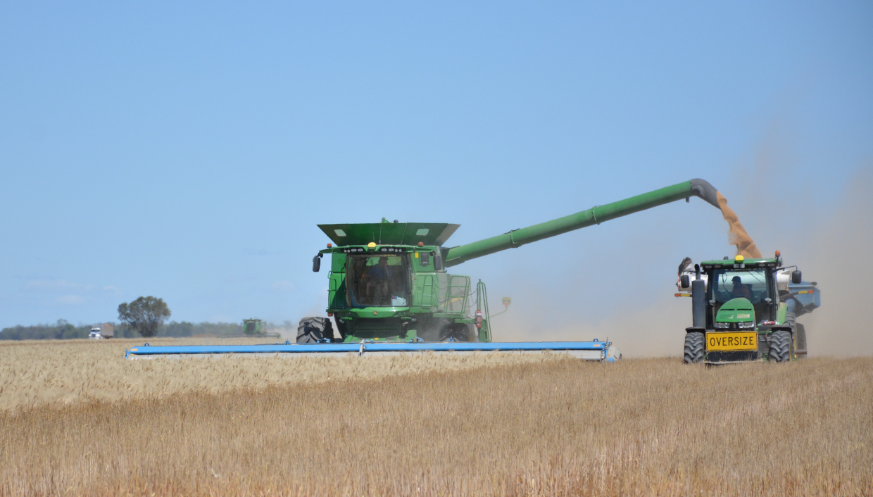 DSC_9914 wheat Harvest scaled DSC_9914 wheat Harvest scaled