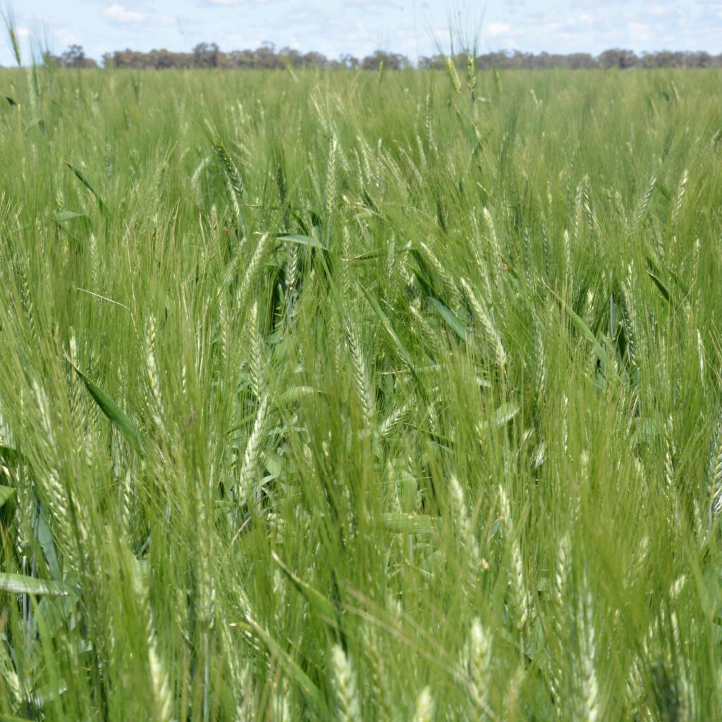 About Coleambally Visit Coleambally