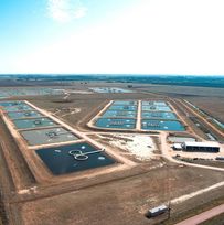 Aquna Sustainable Murray Cod 