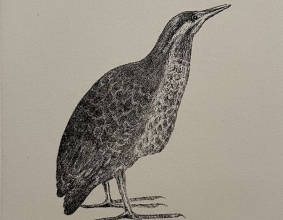 Bittern+Bird1200 high