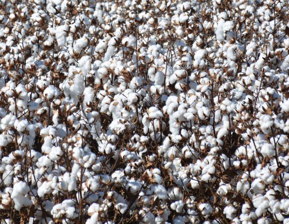 Cotton back ground_edited-1scaled