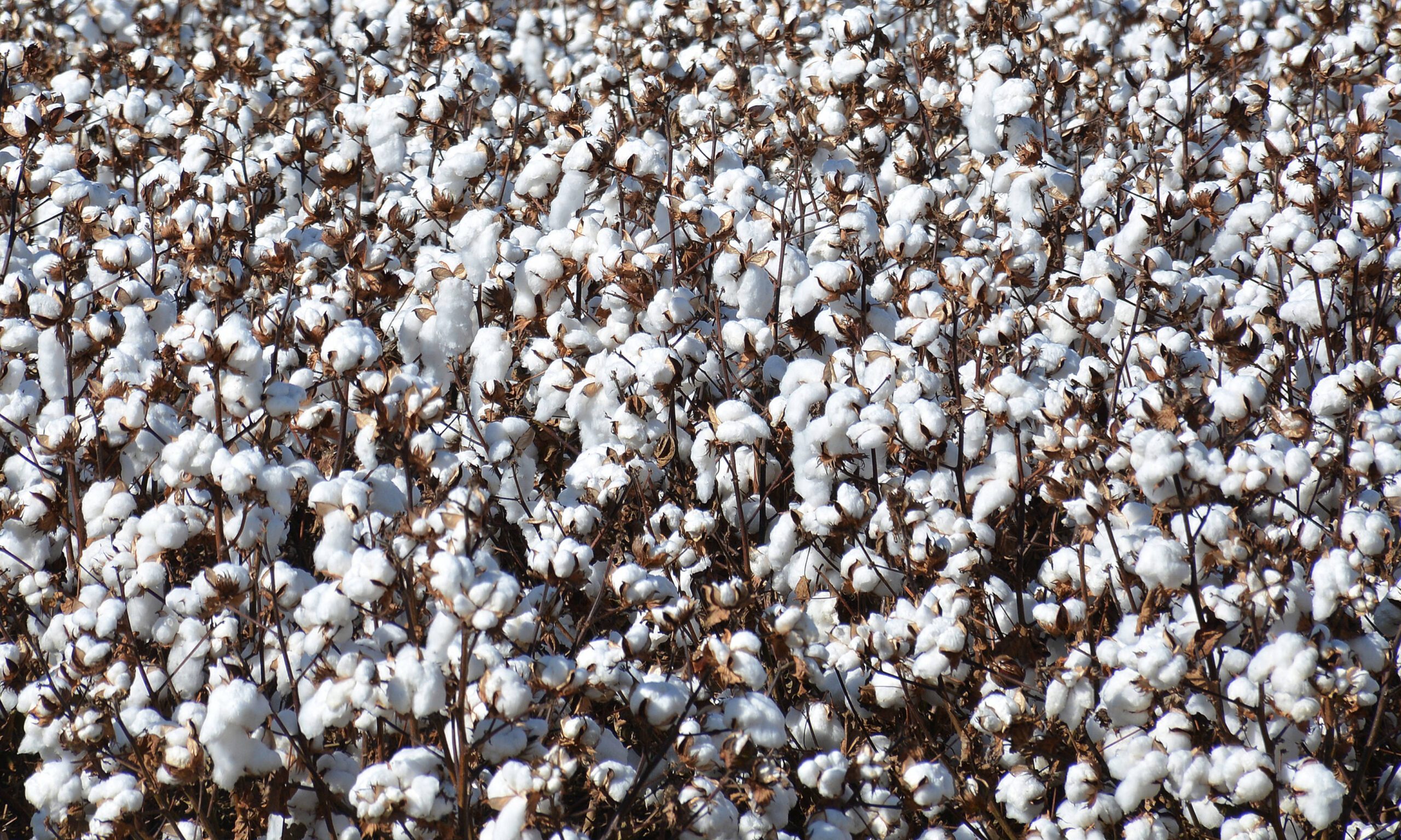 Cotton Production 