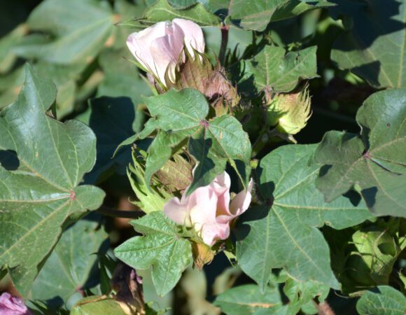 DSC_0056 Cotton Flowers edited scaled