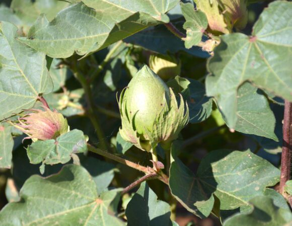 DSC_0065 cotton Bowl scaled jpg