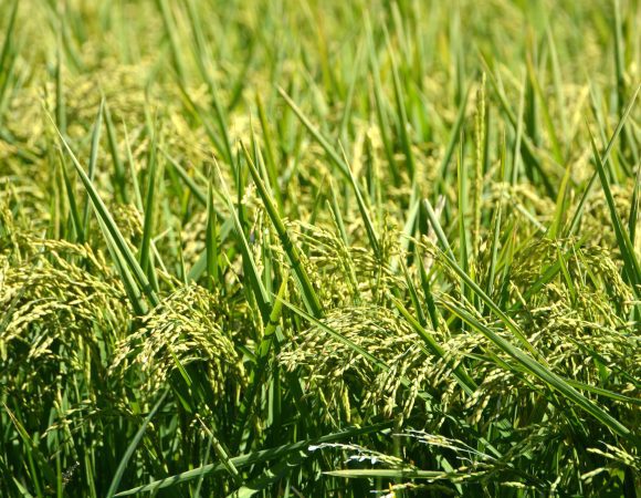 DSC_0078 edited v2 scaled