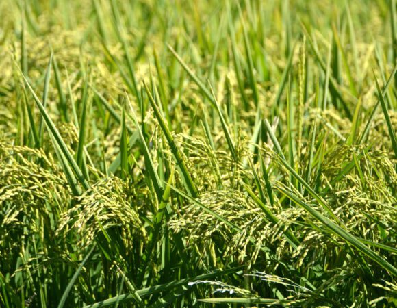 DSC_0078 edited v3scaled