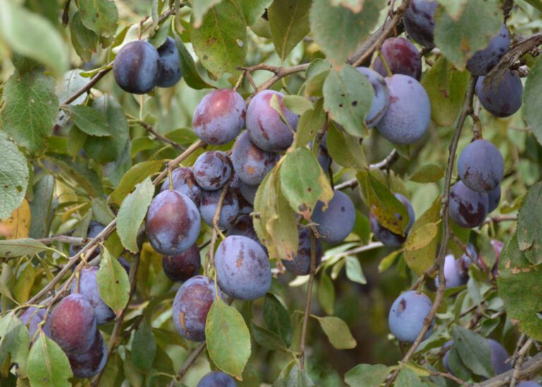 DSC_0122 Prunes scaledv3