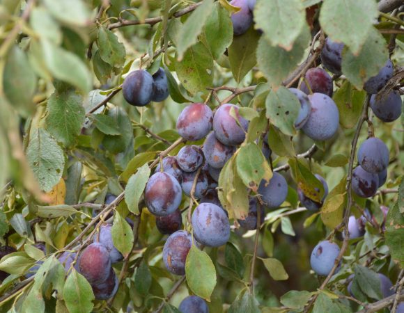 DSC_0122 sPrunes scaled