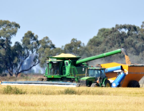 DSC_0362 Rice harvest v2