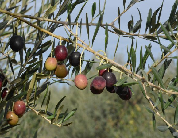 DSC_0432olives scaled