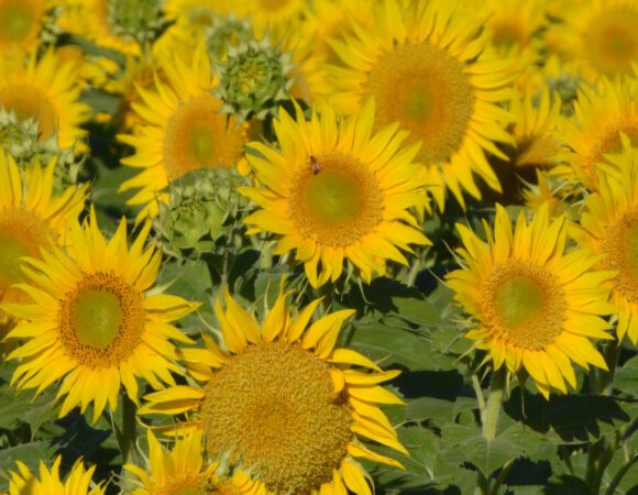 DSC_1162 sunflowers v2 scaled