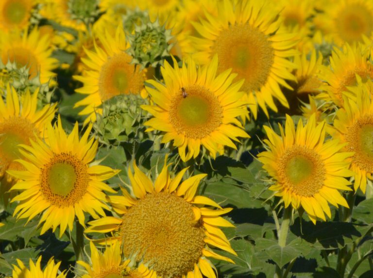 DSC_1162 sunflowers v2 scaled