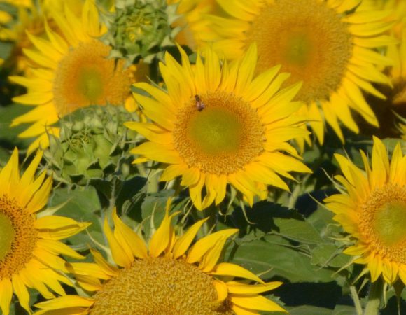 DSC_1162 sunflowers v3 scaled