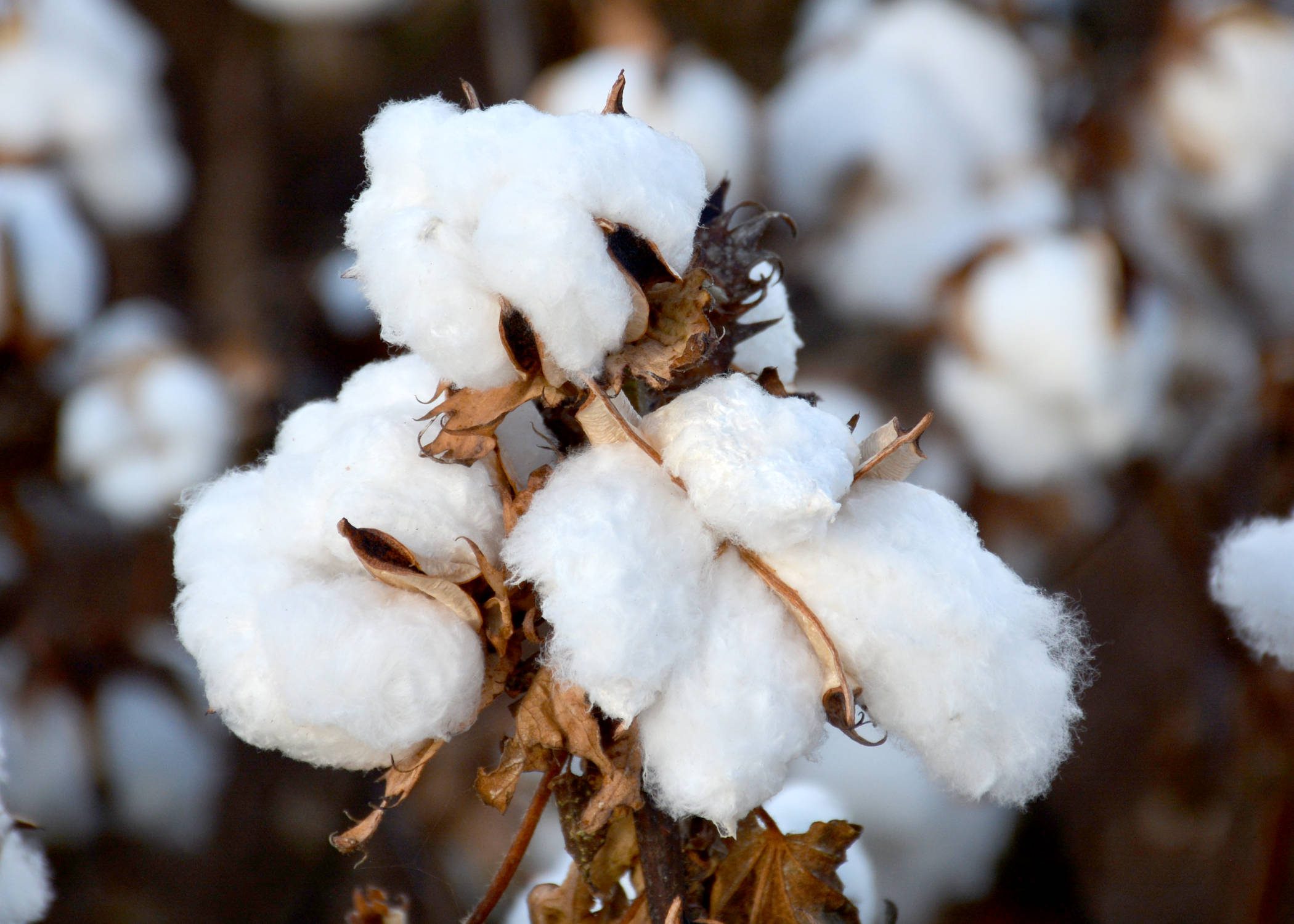 Cotton 