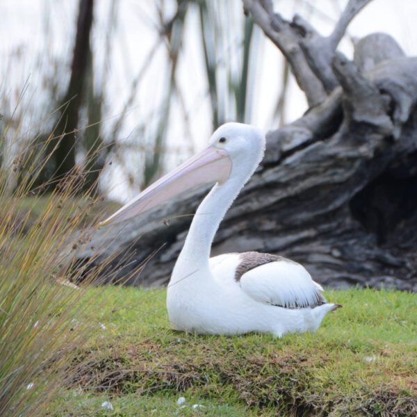 DSC_7132 edited v4 scaled