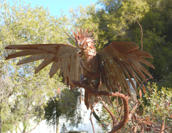 DSC_7905 steel cocky editedscaled png