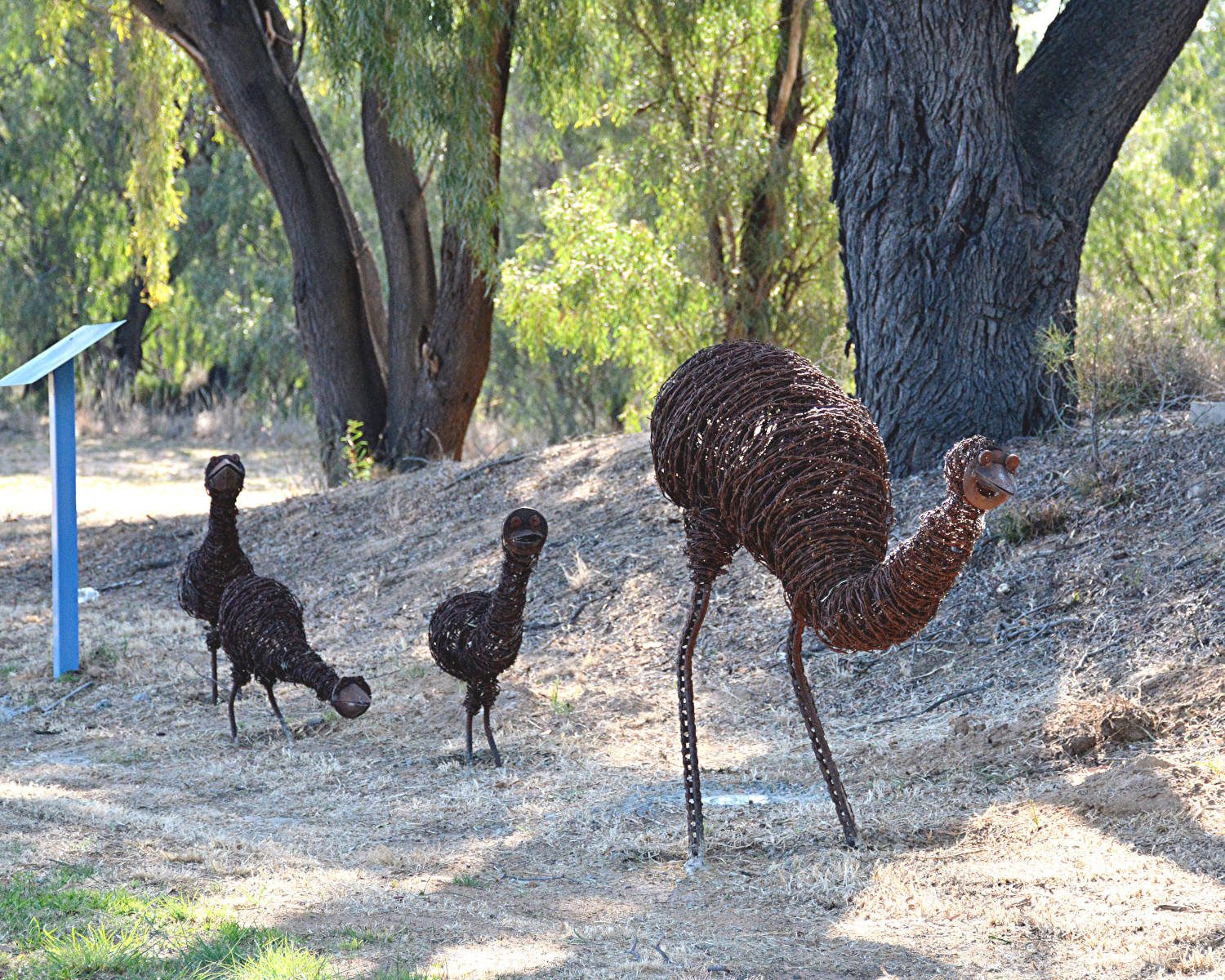 DSC_8803 Coly emues art v1scaled