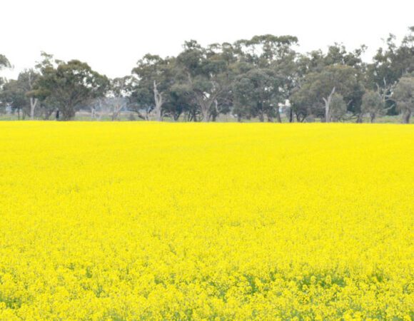 DSC_9466 editedsquare v4scaled