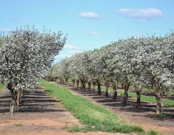 DSC_9530 Prunes 1scaled