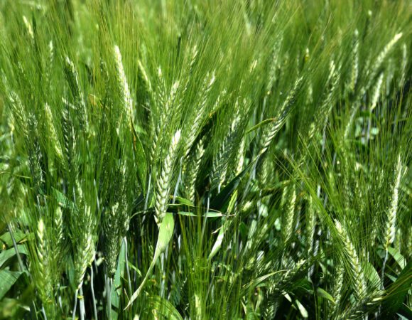 DSC_9558edited v1scaled