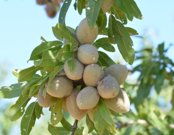 DSC_9946 almonds v2 scaled