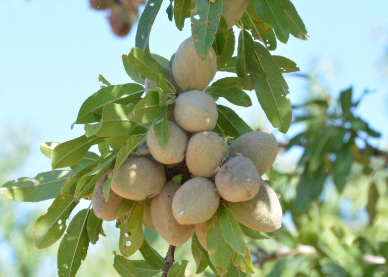 DSC_9946 almonds v2 scaled