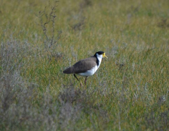 DSC_ool pluver scaled