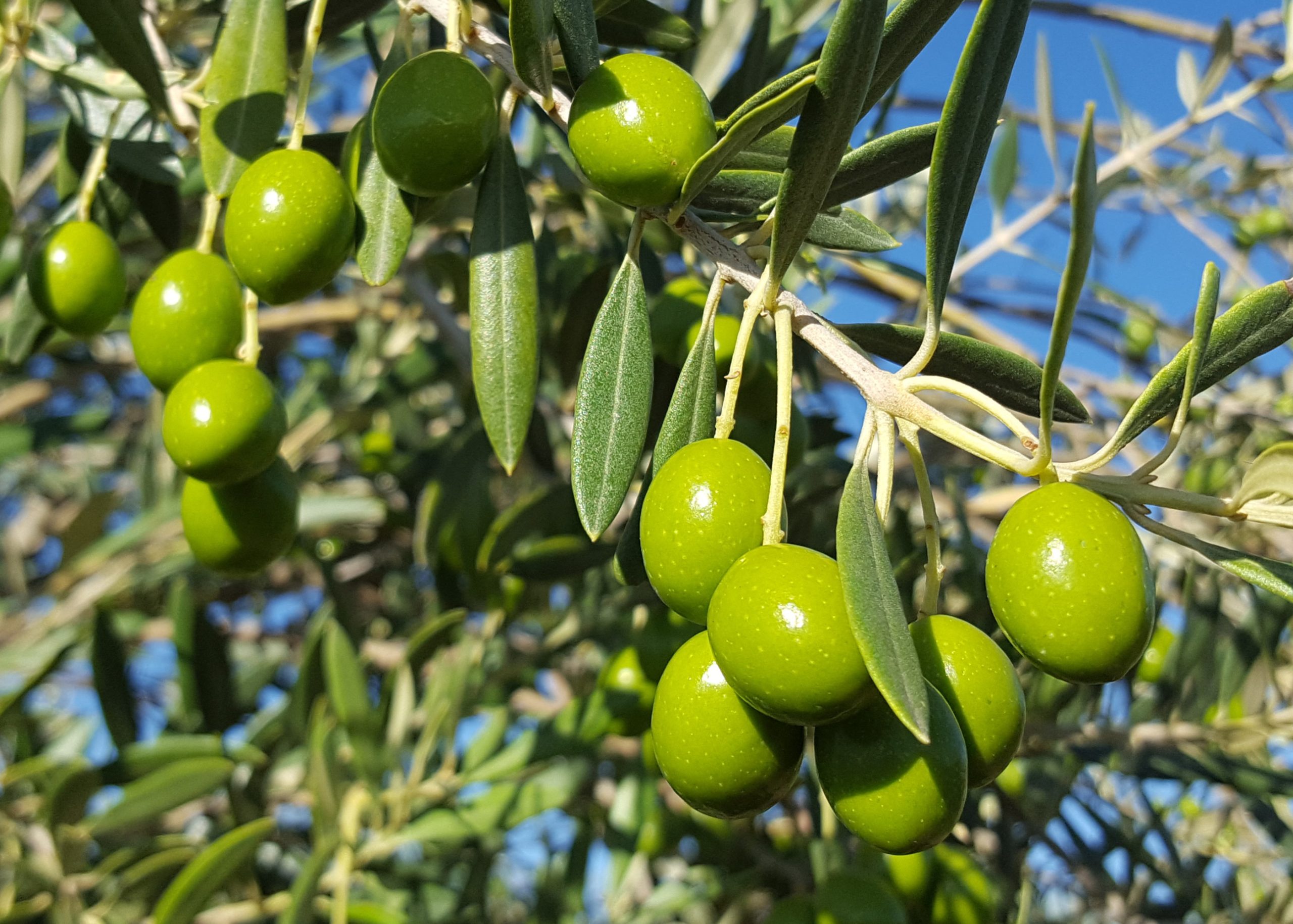 Olives 
