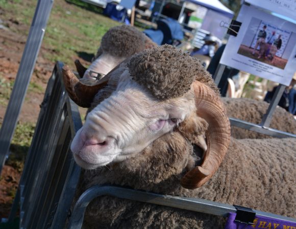 Merino Ram scaled