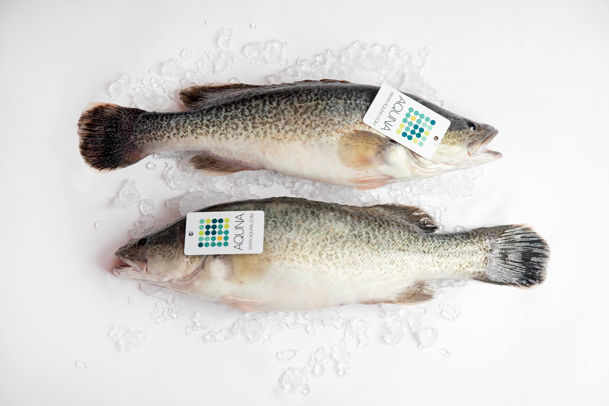 Aquna Sustainable Murray Cod