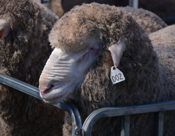 Poll Merino Ram scaled